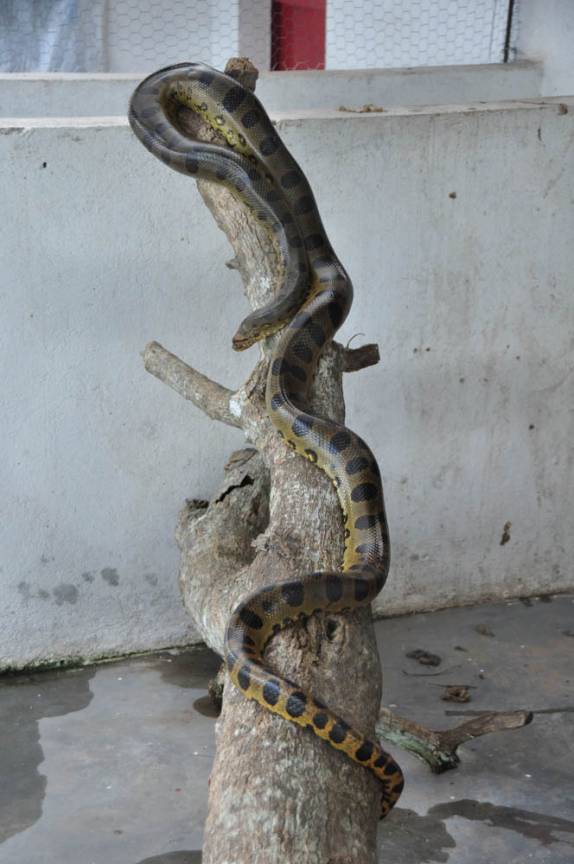 Uma serpente no criadouro do Hato El Cedral, na região dos llanos, na Venezuela
